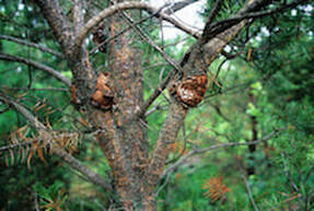 Diseased tree with bulbous growths