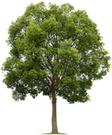 Tree Service Sioux Falls Logo
