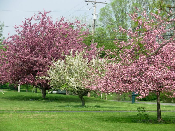 Spring trees in full bloom outside of Falls Park