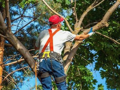 Tree Pruning Sioux Falls SD