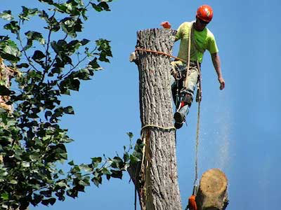Tree Service Sioux Falls Tree Removal