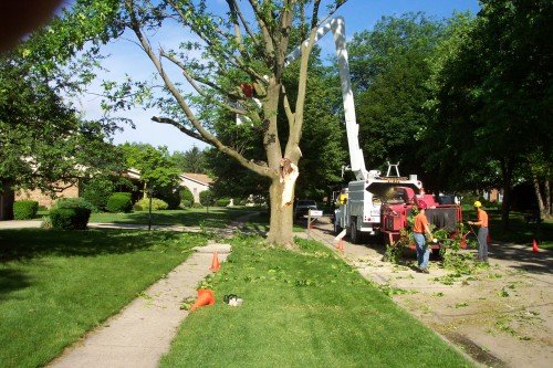 Sioux Falls Tree Trimming