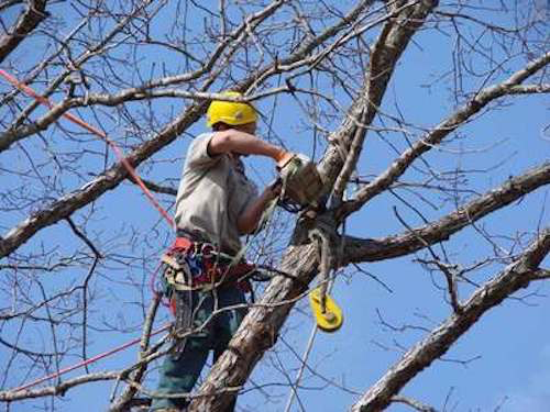 Tree Trimming by Sioux Falls Tree Service